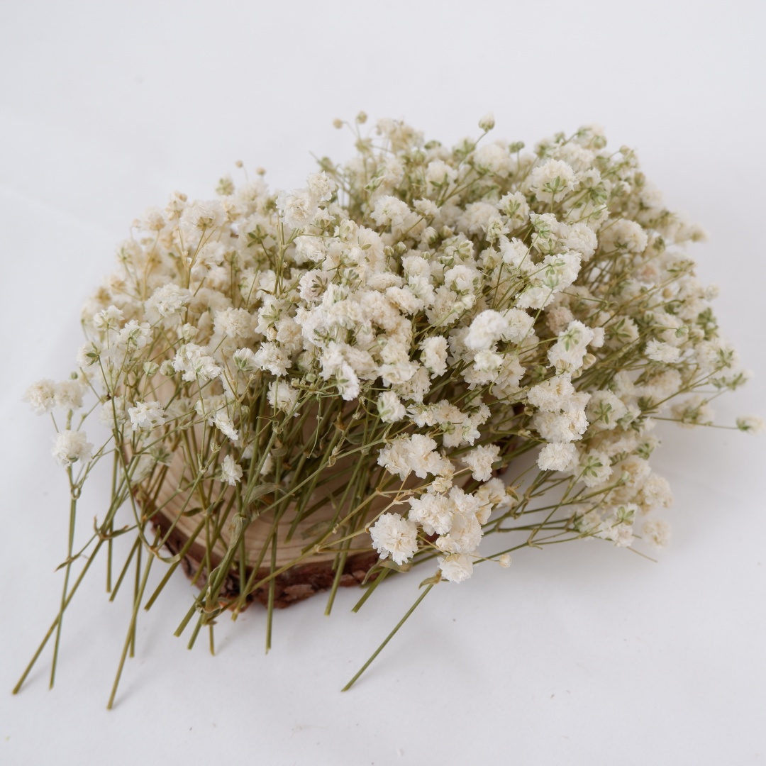말린 꽃 흰색 미니 드라이드 베이비 브레스 장식용 꽃  - Art Craft Vase 리뷰 및 가격